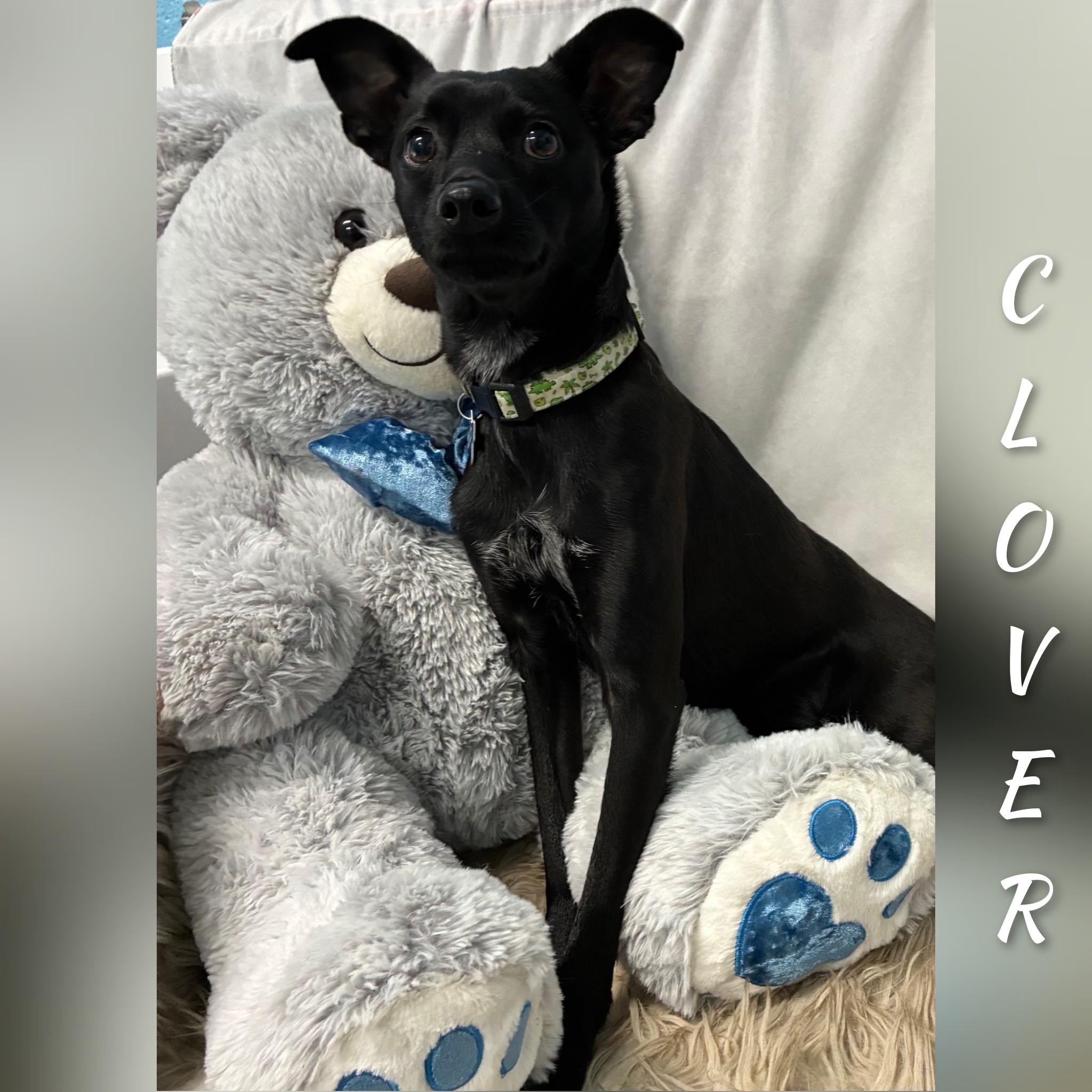 Enlarge Clover, an adopted mixed breed in Fredericksburg, VA image 5/6