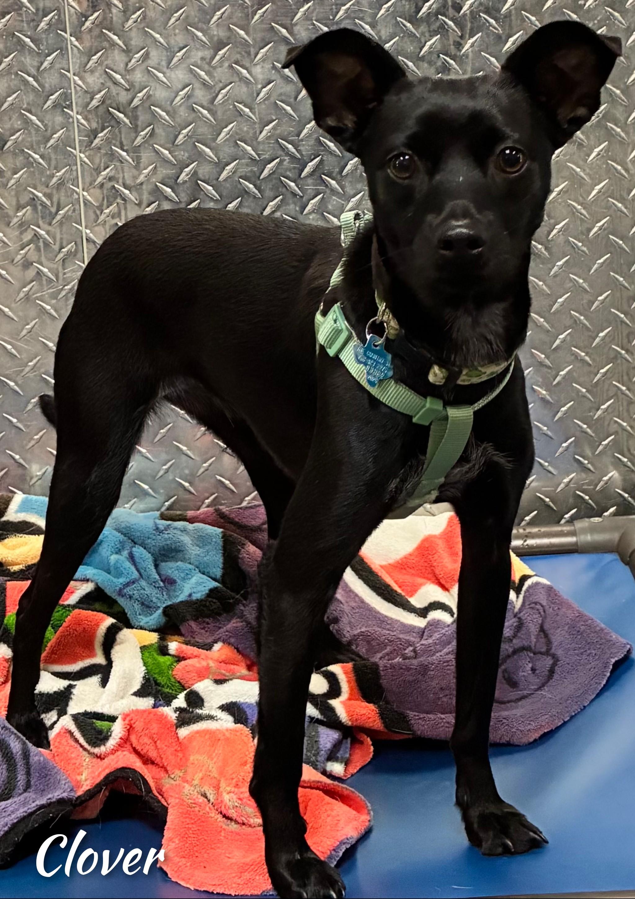 Enlarge Clover, an adopted mixed breed in Fredericksburg, VA image 2/6