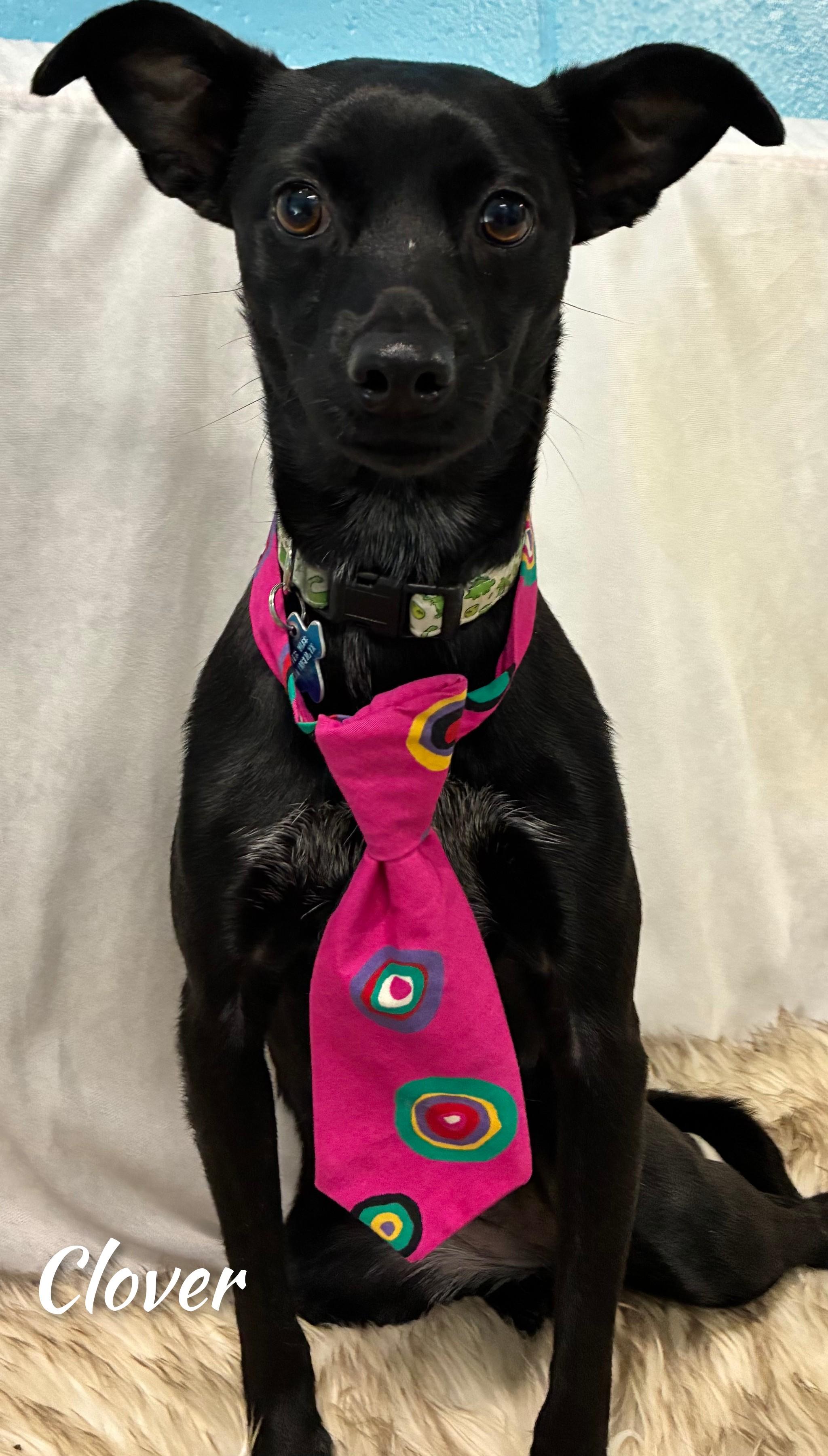 Enlarge Clover, an adopted mixed breed in Fredericksburg, VA image 6/6