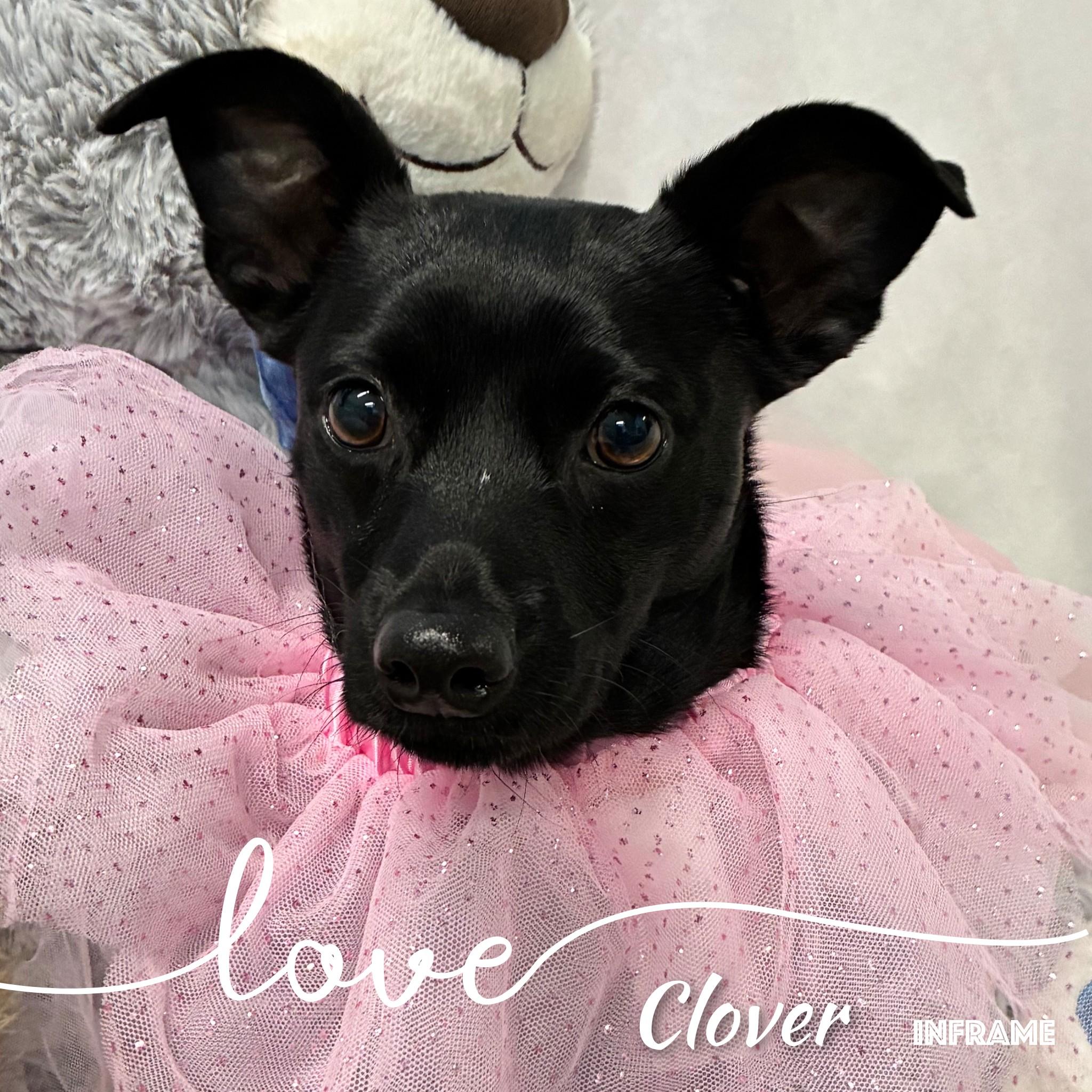 Enlarge Clover, an adopted mixed breed in Fredericksburg, VA image 4/6