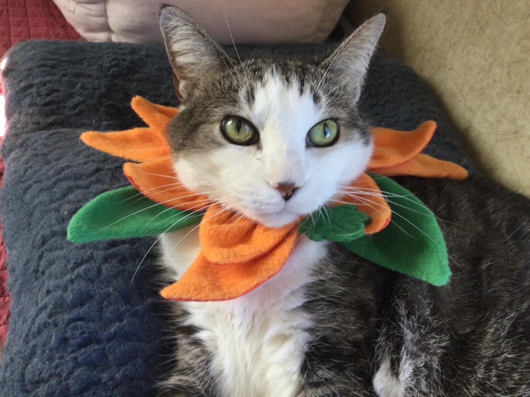 Enlarge Stevie Nicks, a Adoptable Domestic Short Hair in La Salle, IL image 11/15