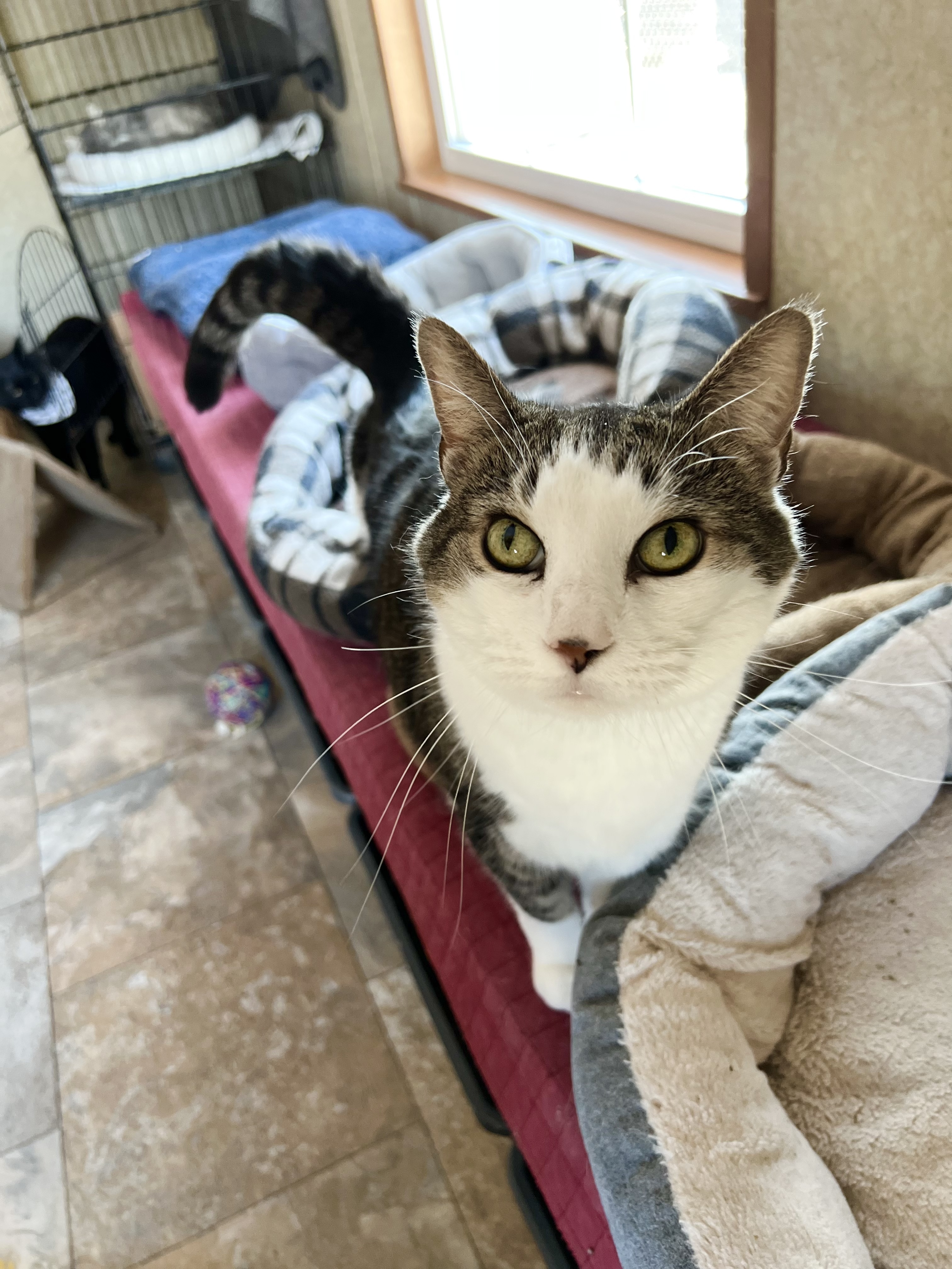 Enlarge Stevie Nicks, a Adoptable Domestic Short Hair in La Salle, IL image 12/15