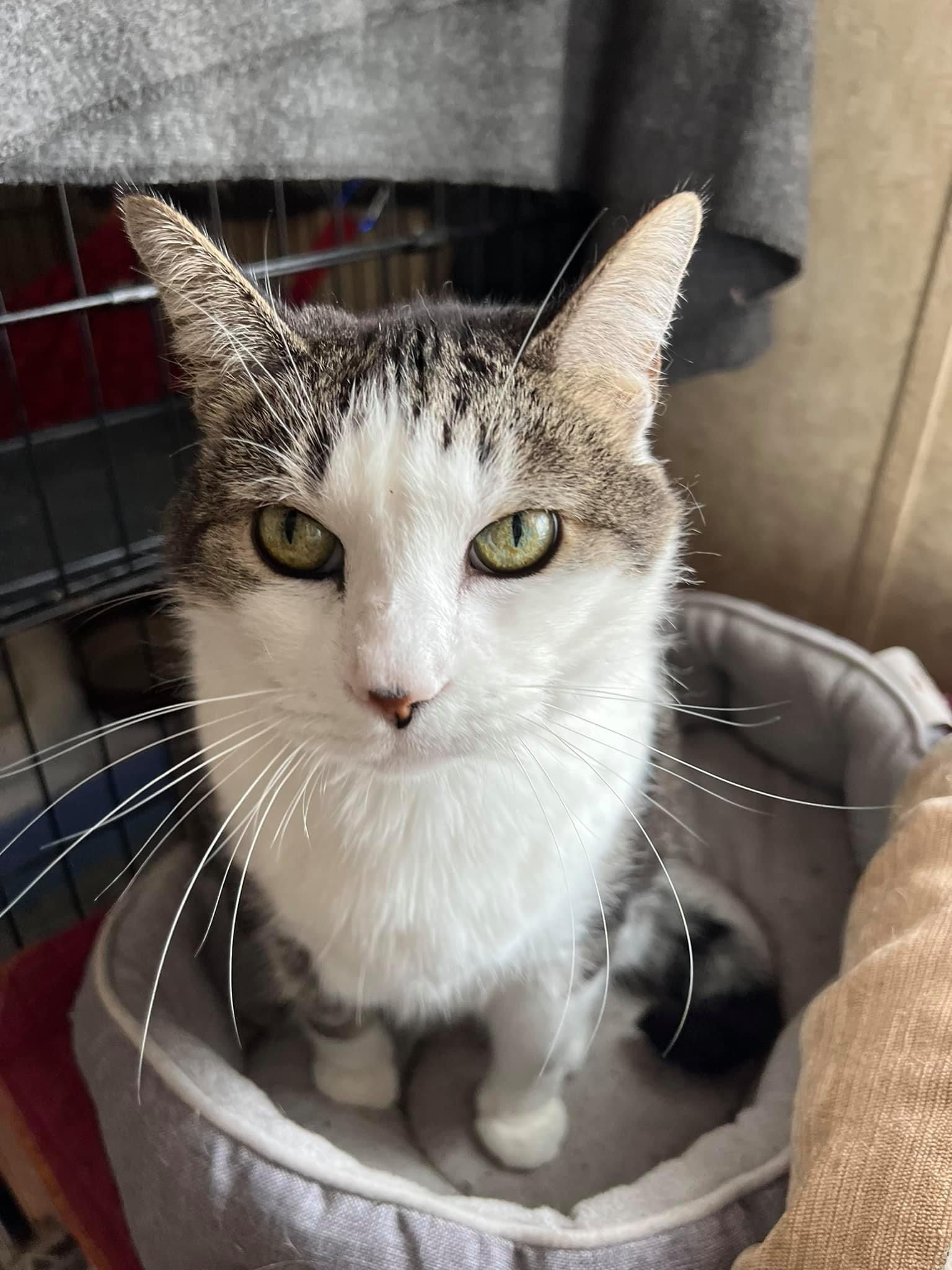 Enlarge Stevie Nicks, a Adoptable Domestic Short Hair in La Salle, IL image 13/15