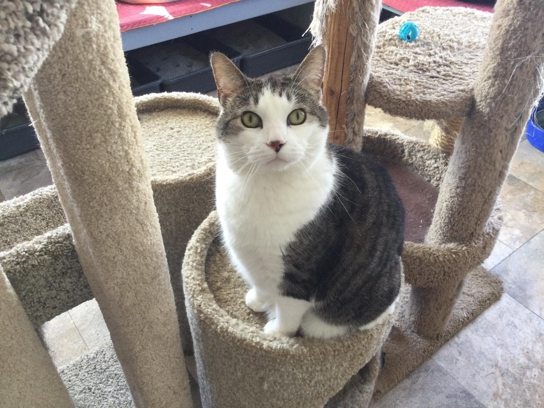 Enlarge Stevie Nicks, a Adoptable Domestic Short Hair in La Salle, IL image 14/15