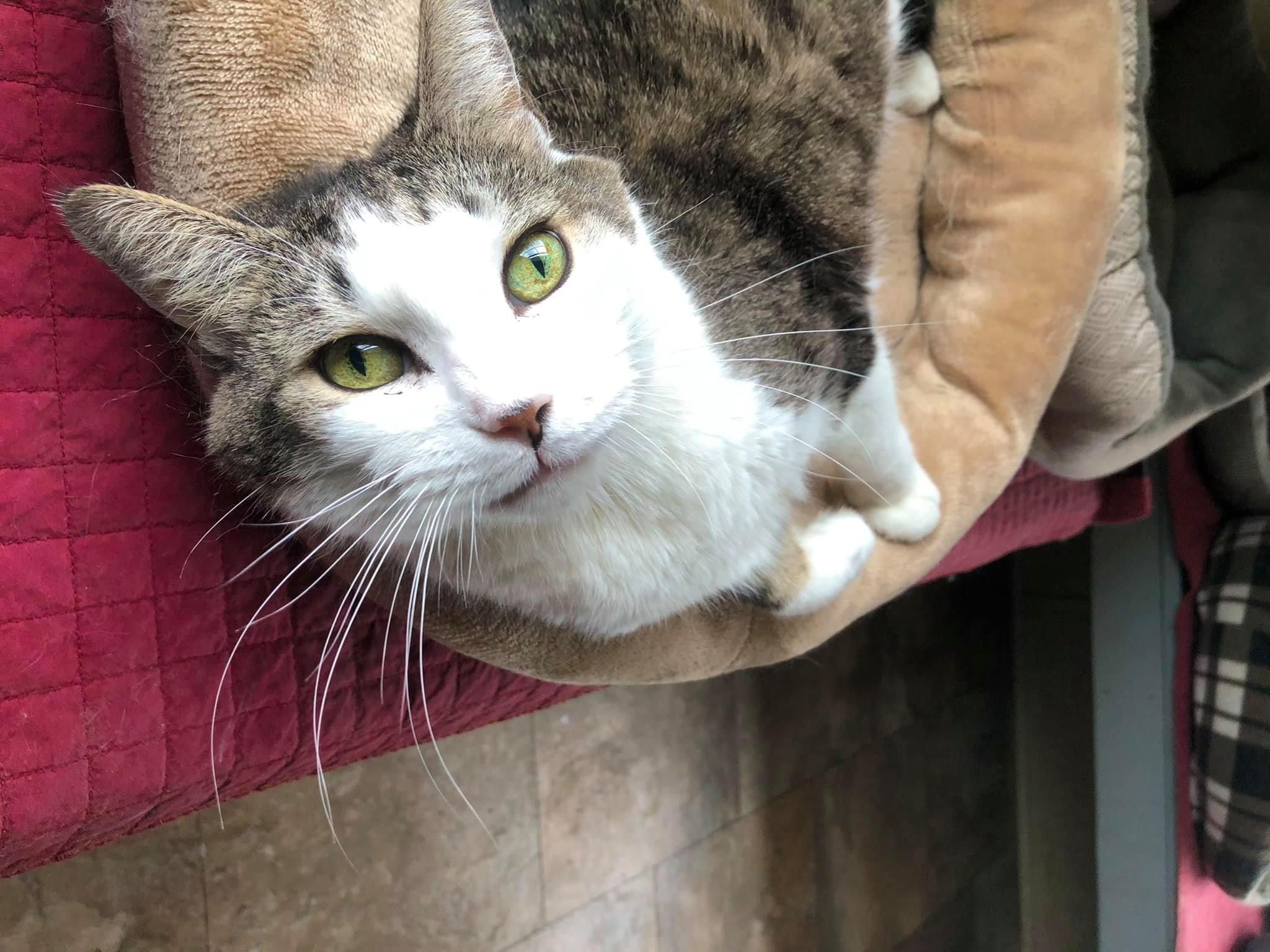 Enlarge Stevie Nicks, a Adoptable Domestic Short Hair in La Salle, IL image 15/15