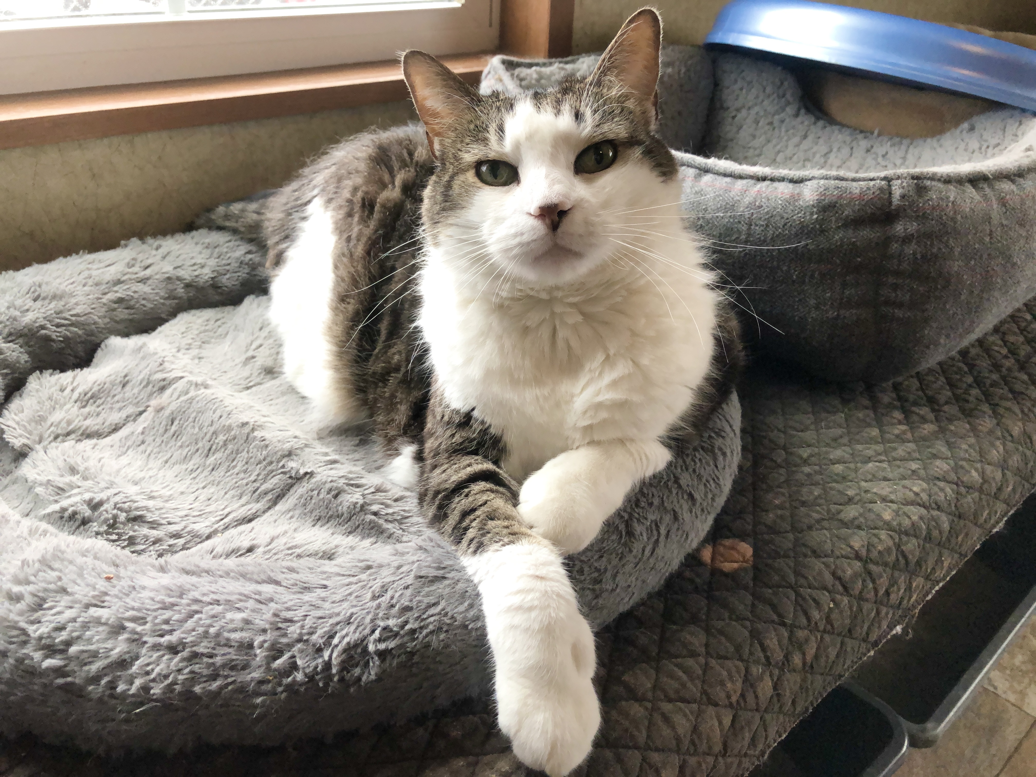 Stevie Nicks, Adoptable, Senior Female Domestic Short Hair.