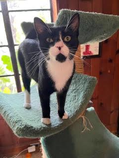 Tom
