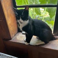 Tom