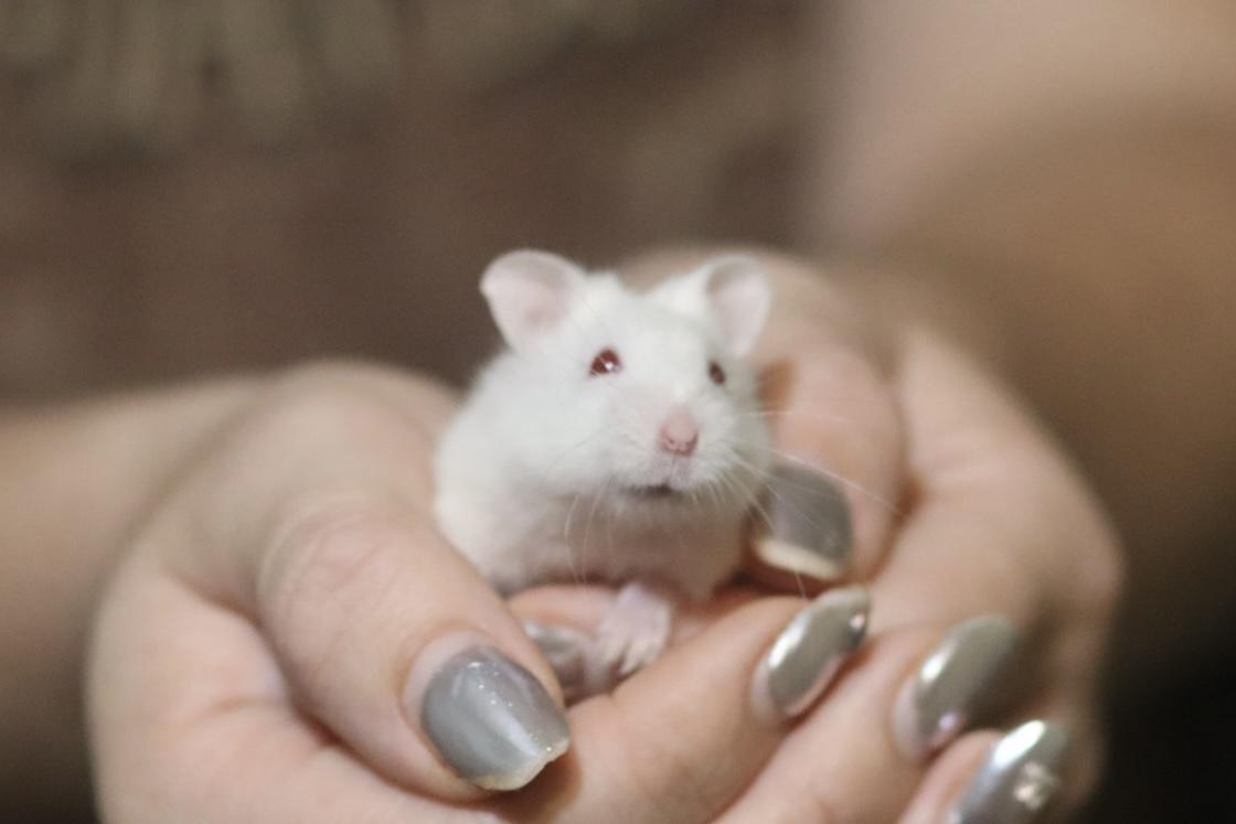 Broccoli, ADOPTABLE, Baby Female Dwarf Hamster.