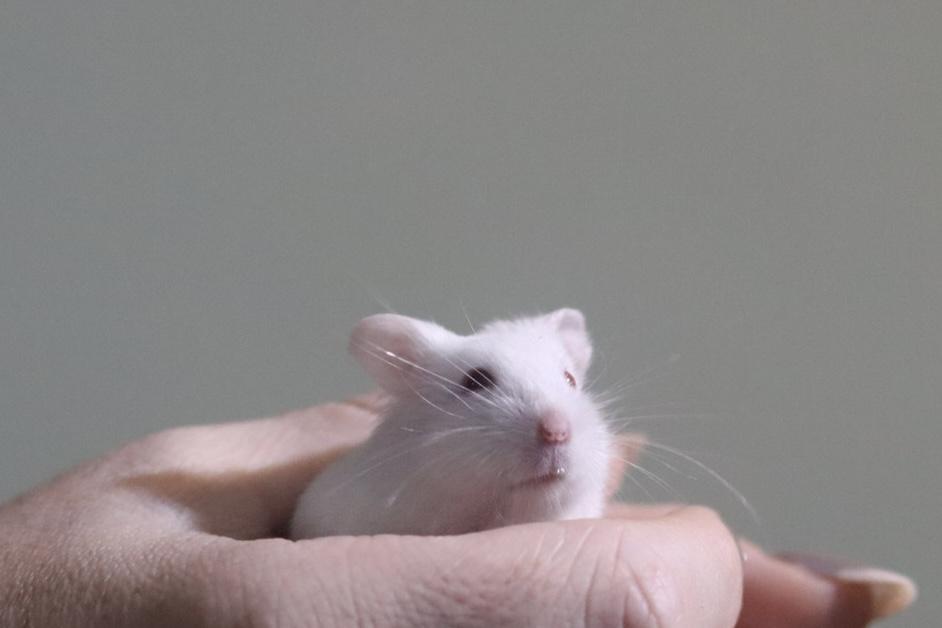 Enlarge Broccoli, a ADOPTABLE Dwarf Hamster in West Hollywood, CA image 4/5