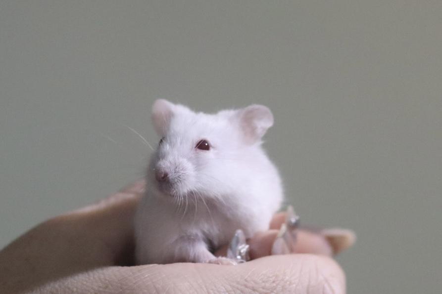 Enlarge Broccoli, a ADOPTABLE Dwarf Hamster in West Hollywood, CA image 2/5