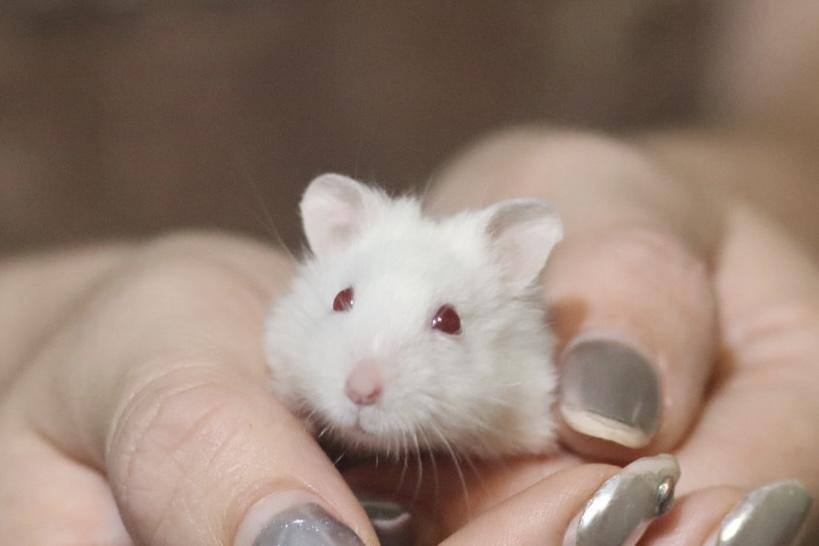 Enlarge Broccoli, a ADOPTABLE Dwarf Hamster in West Hollywood, CA image 3/5