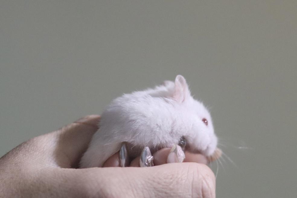 Enlarge Broccoli, a ADOPTABLE Dwarf Hamster in West Hollywood, CA image 5/5