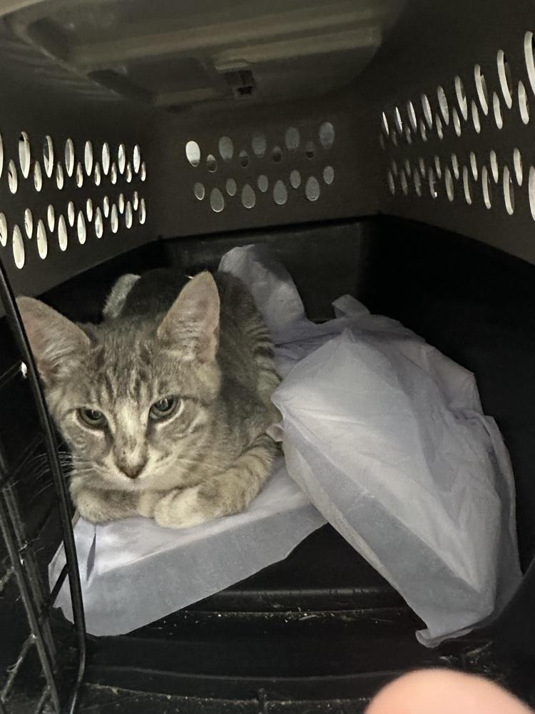 SS - Milo, Adoptable, Kitten Male Tabby & Domestic Short Hair.