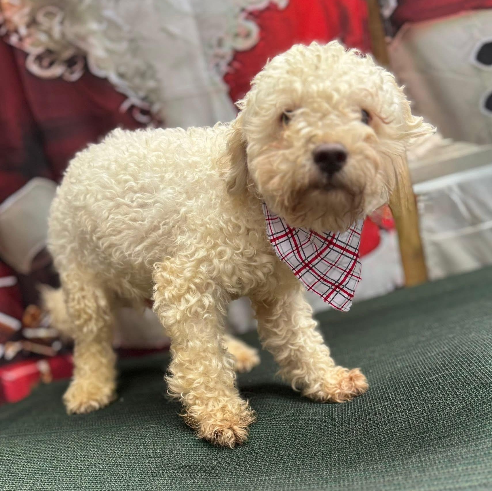 Enlarge Eeyore, an adopted Maltipoo in Queen Creek, AZ image 3/5