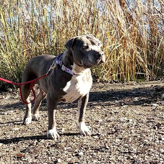 Madison, a Adoptable mixed breed in Turlock, CA image 1/6