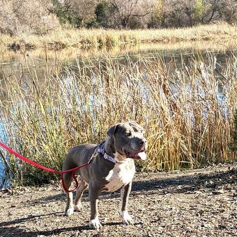 Madison, a Adoptable mixed breed in Turlock, CA image 2/6
