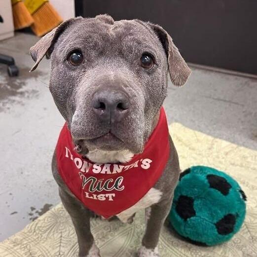 Madison, a Adoptable mixed breed in Turlock, CA image 3/6