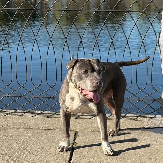 Madison, a Adoptable mixed breed in Turlock, CA image 4/6