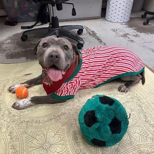 Madison, a Adoptable mixed breed in Turlock, CA image 5/6