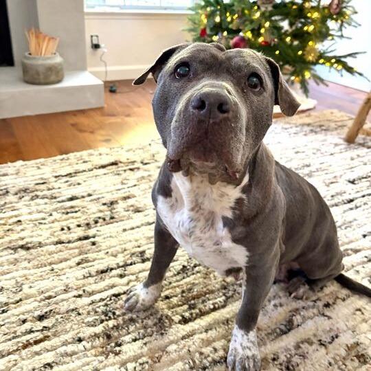 Madison, a Adoptable mixed breed in Turlock, CA image 6/6