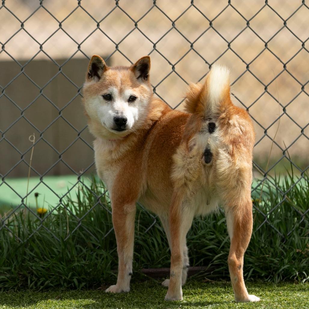 Smiley (MR26-336), Adoptable, Senior Female Shiba Inu.