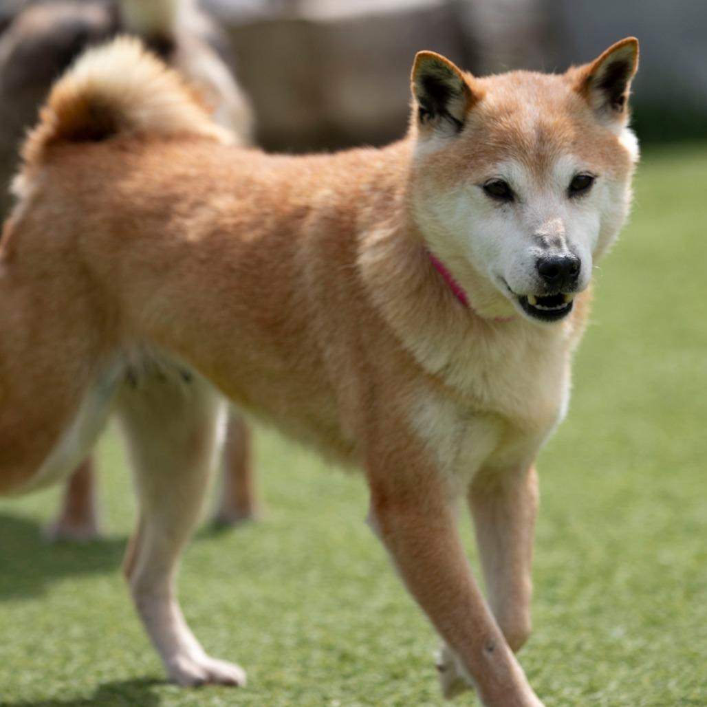 Enlarge Smiley (MR26-336), a Adoptable Shiba Inu in Peyton, CO image 2/6