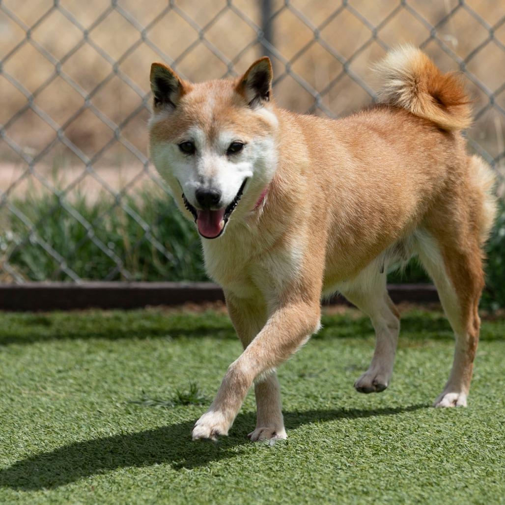 Enlarge Smiley (MR26-336), a Adoptable Shiba Inu in Peyton, CO image 3/6