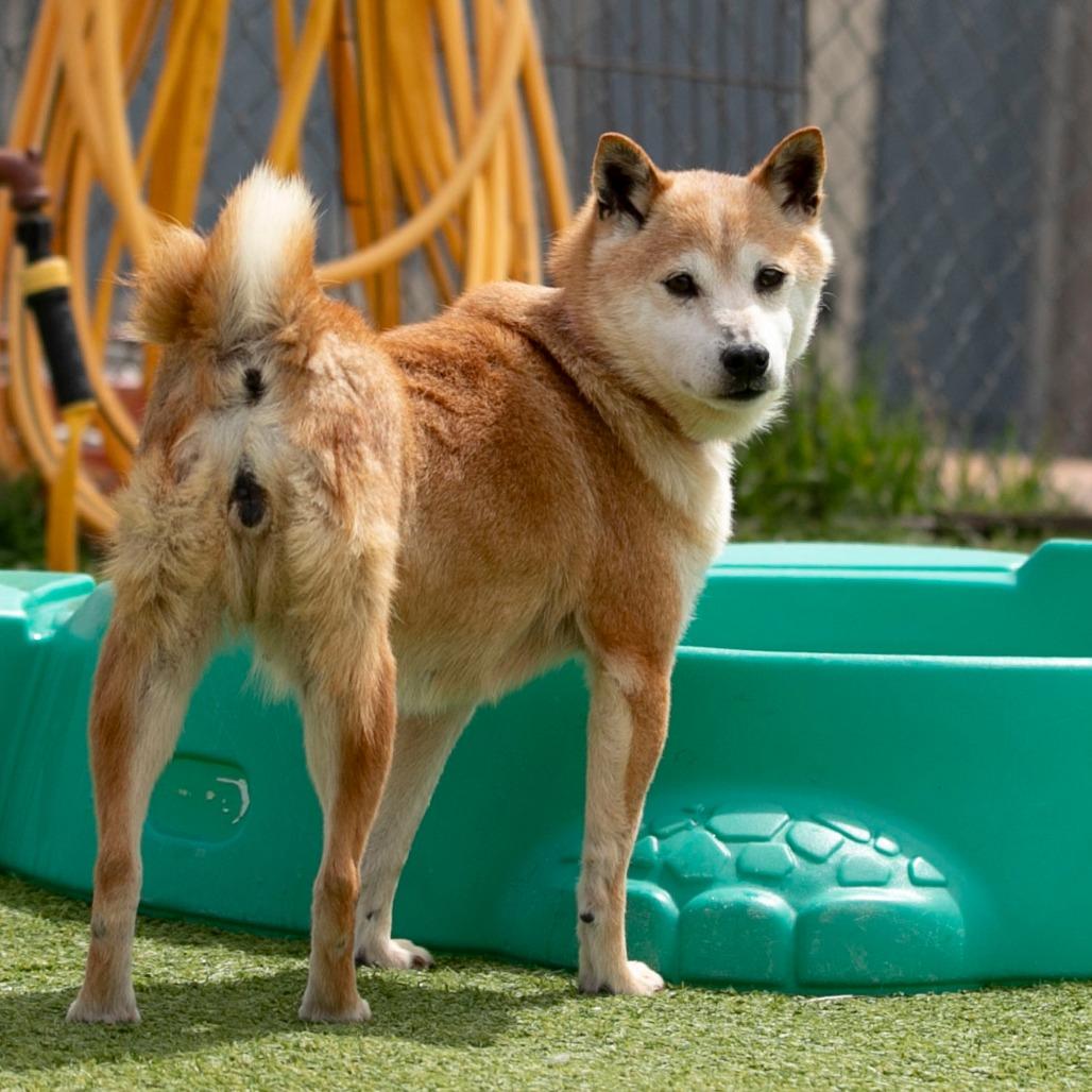 Enlarge Smiley (MR26-336), a Adoptable Shiba Inu in Peyton, CO image 4/6