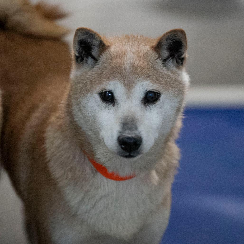 Enlarge Smiley (MR26-336), a Adoptable Shiba Inu in Peyton, CO image 5/6