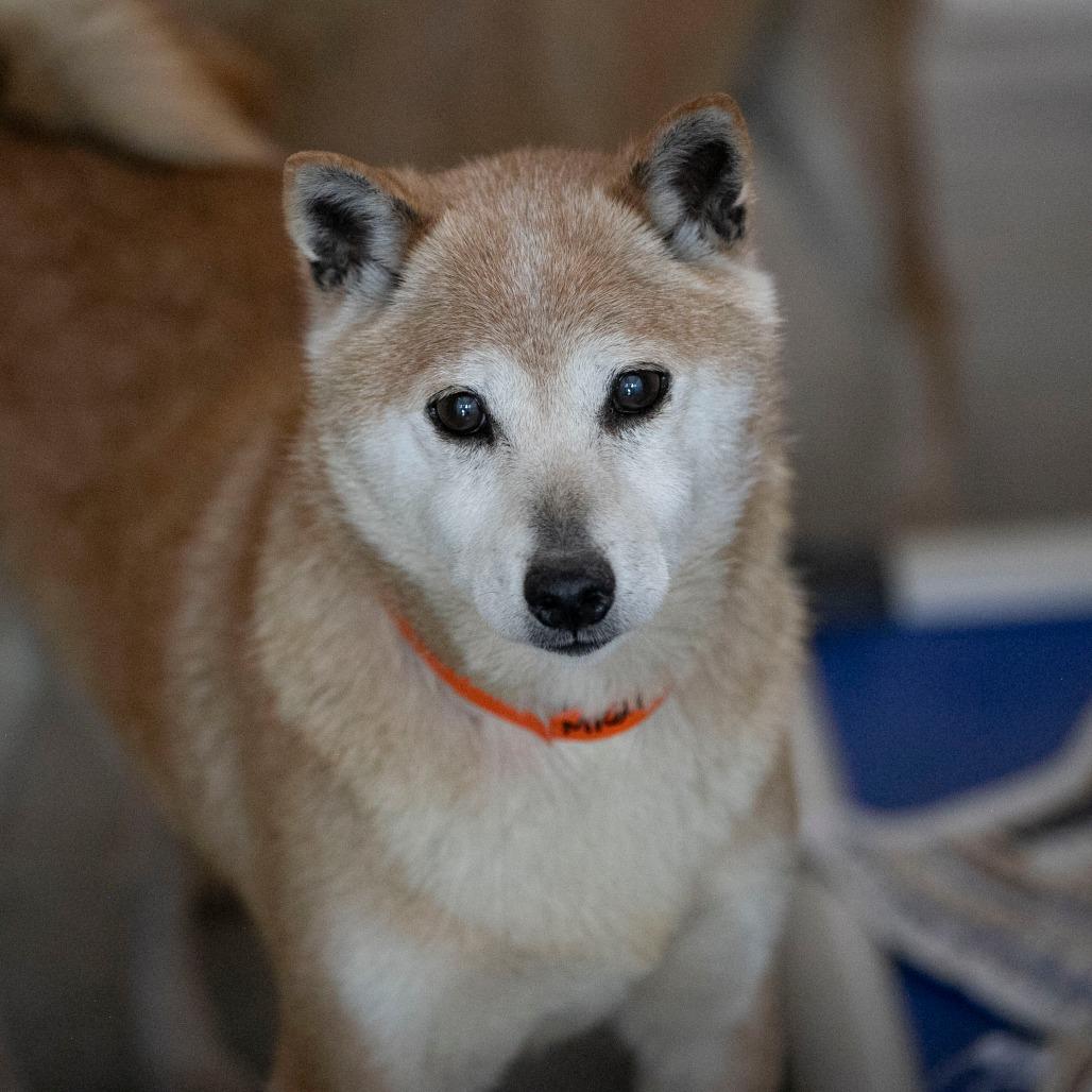 Enlarge Smiley (MR26-336), a Adoptable Shiba Inu in Peyton, CO image 6/6