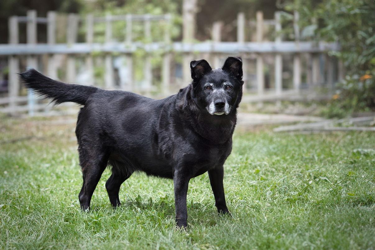 Stormy, Adoptable, Senior Female Labrador Retriever & Shepherd.