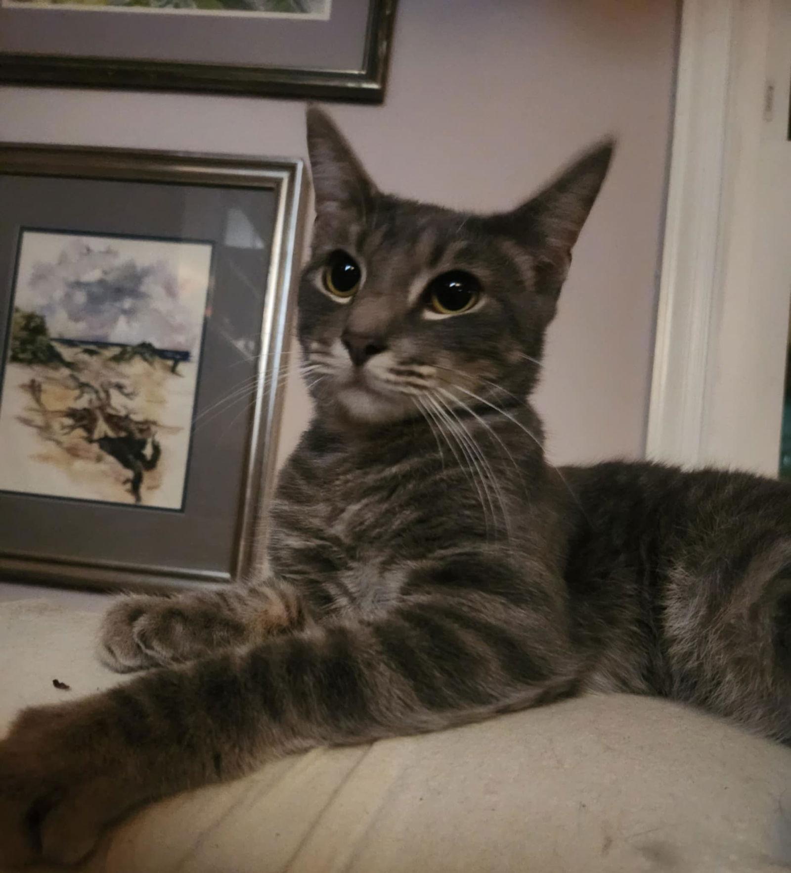 Johnny Rotten, Adoptable, Kitten Male Tabby & Domestic Short Hair.