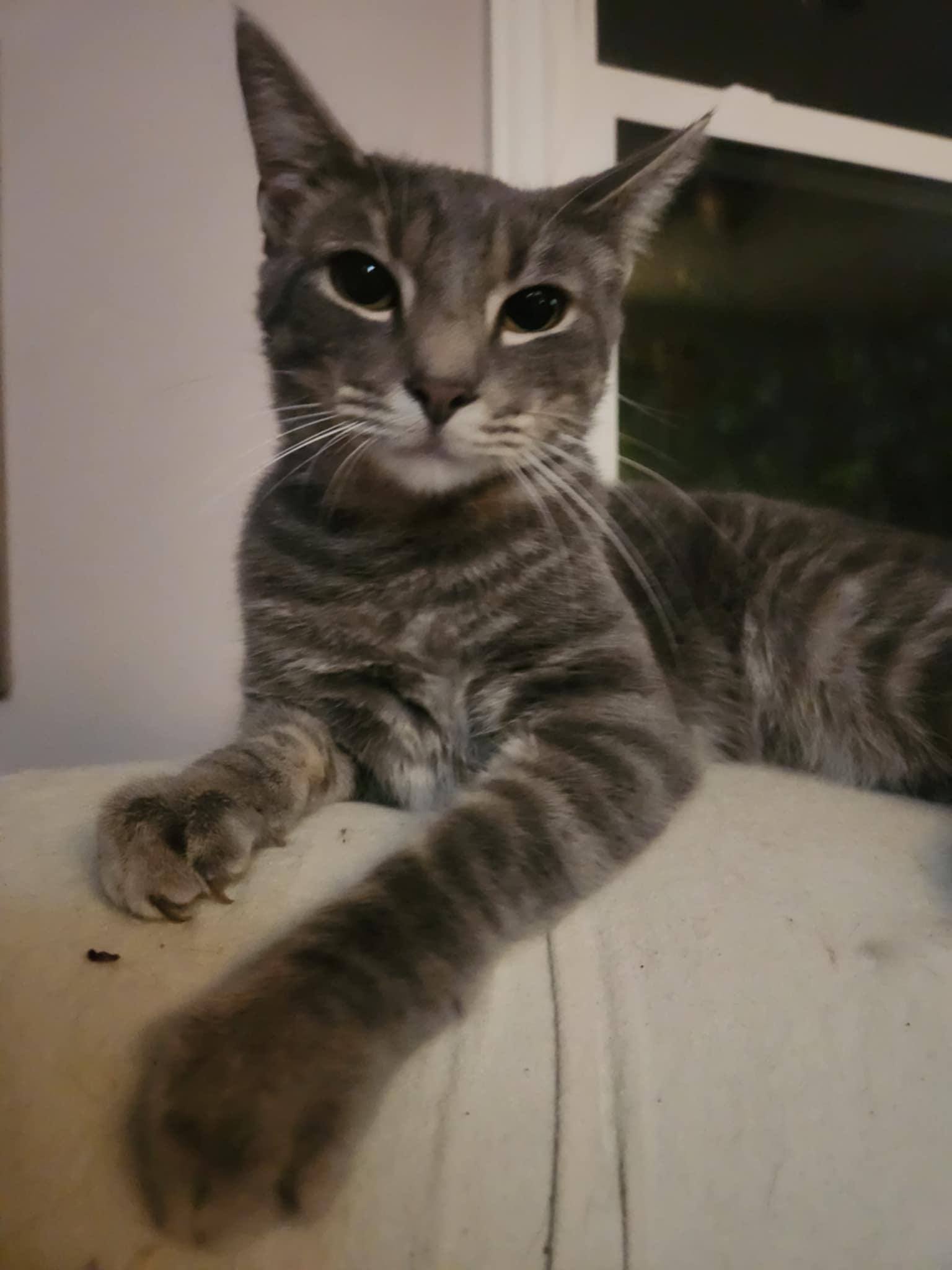 Johnny Rotten, a Adoptable mixed breed in Seaford, DE image 2/2