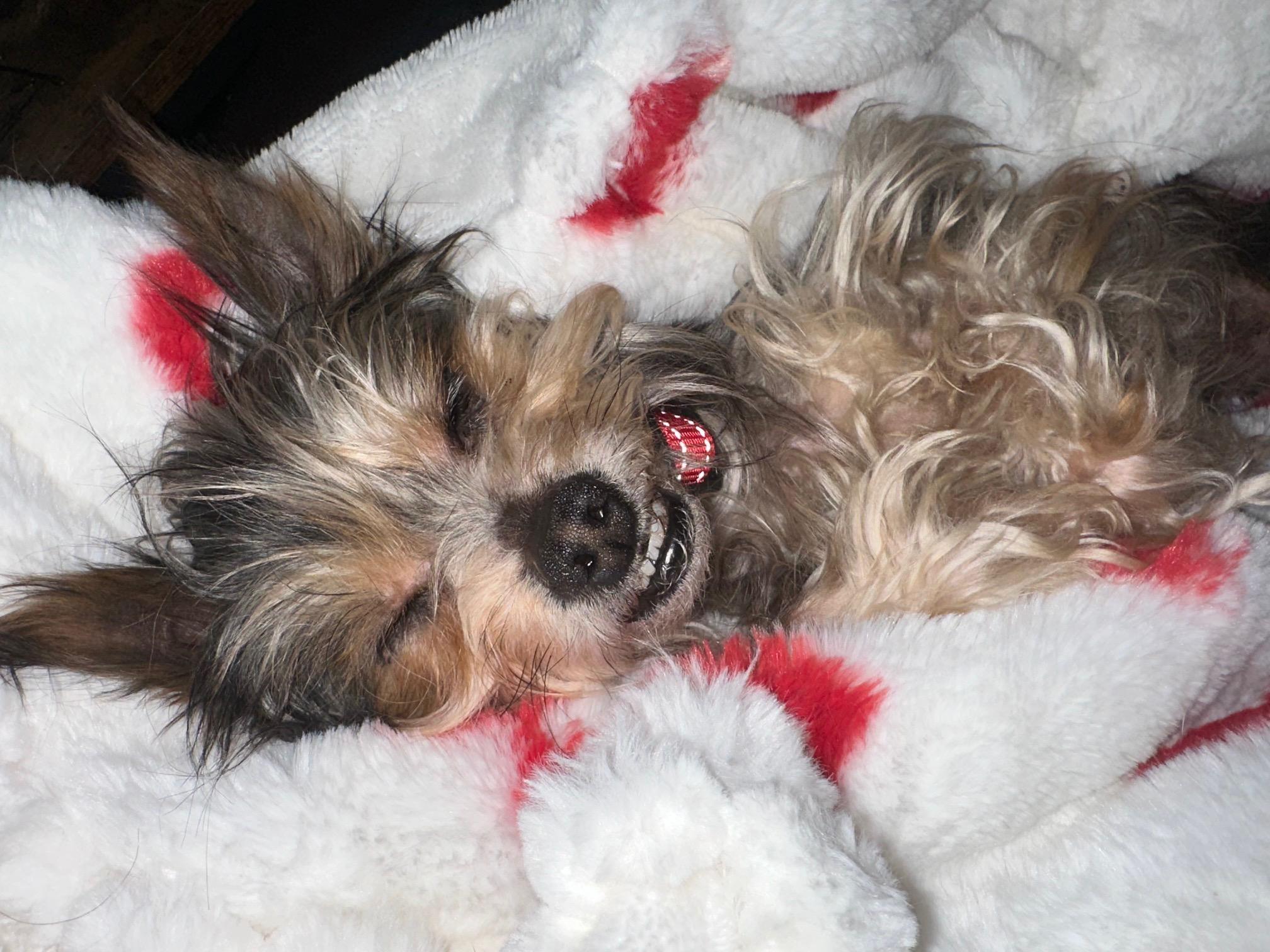 Enlarge Reese Potato Gremlin, an adopted mixed breed in Richmond, VA image 5/6