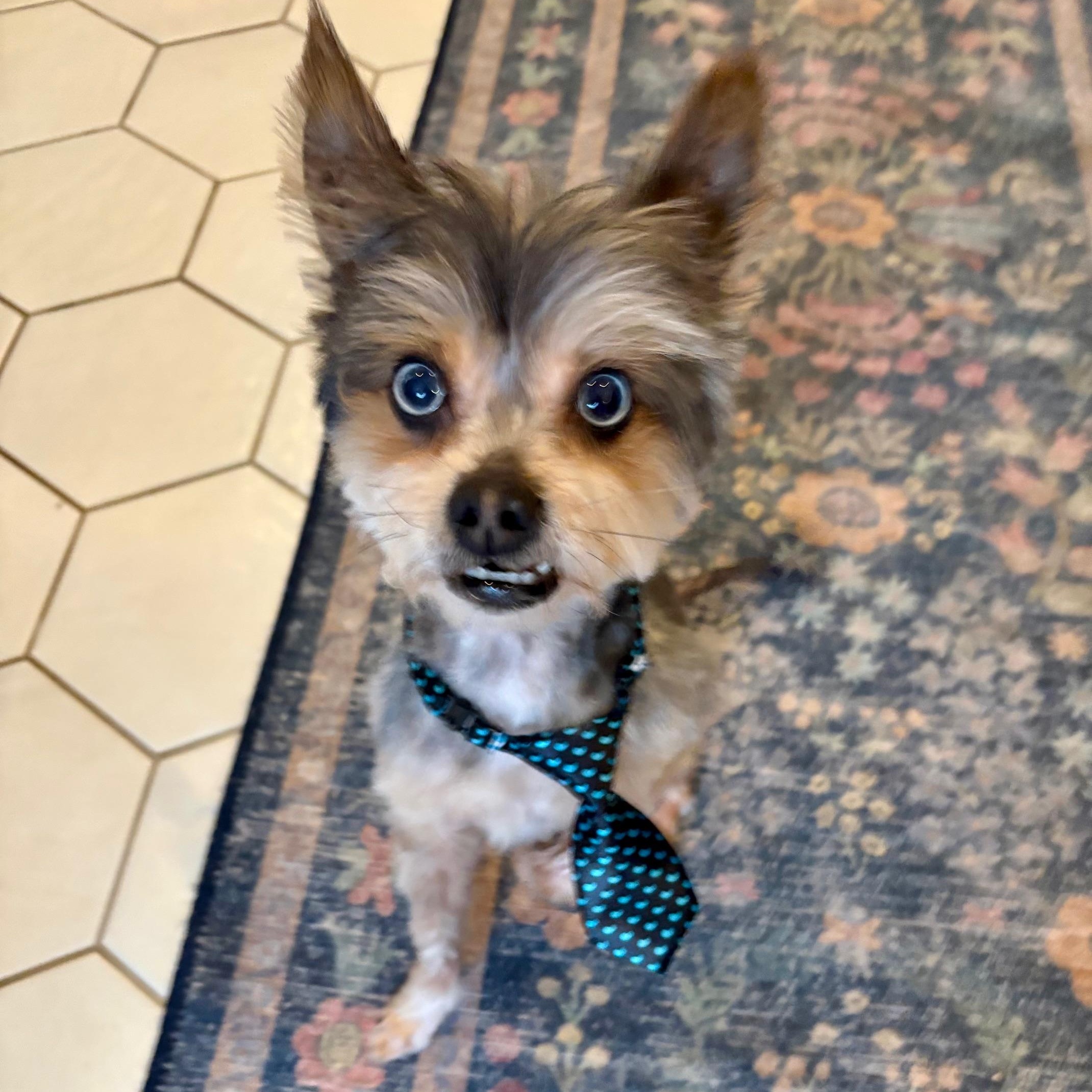 Enlarge Reese Potato Gremlin, an adopted mixed breed in Richmond, VA image 3/6