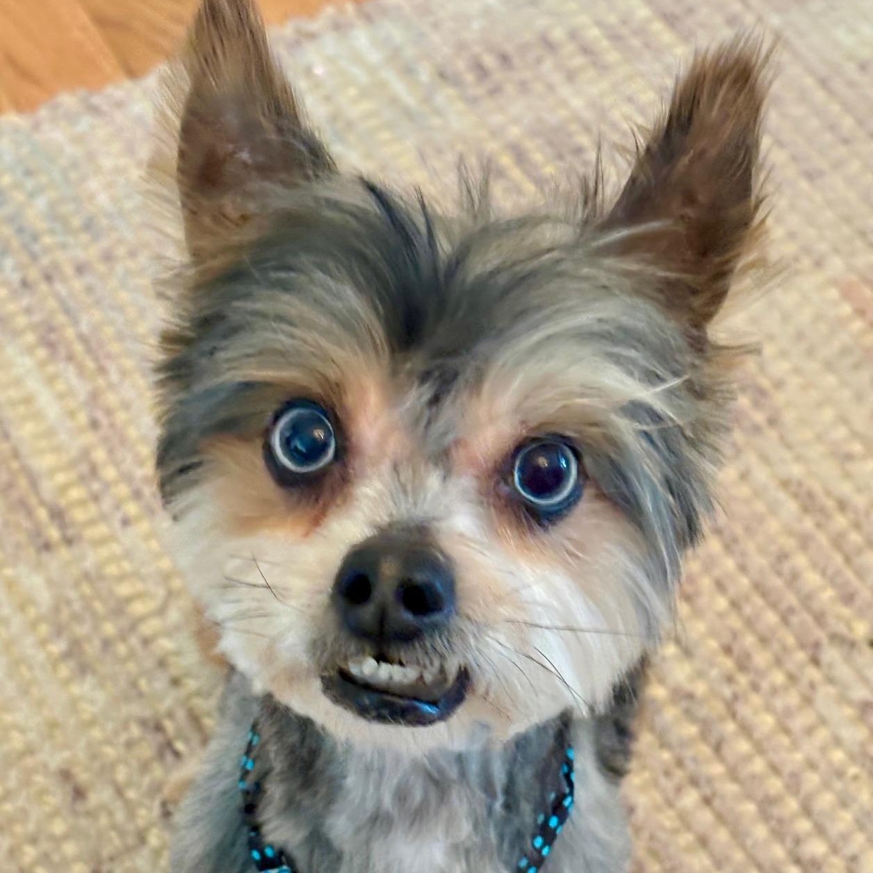 Enlarge Reese Potato Gremlin, an adopted mixed breed in Richmond, VA image 6/6