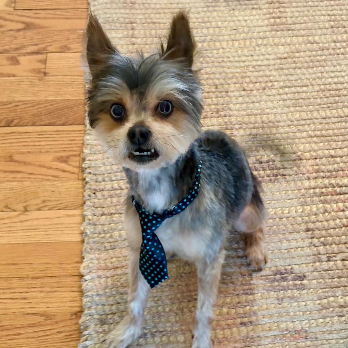 Reese Potato Gremlin, adopted, Adult Male Yorkshire Terrier.
