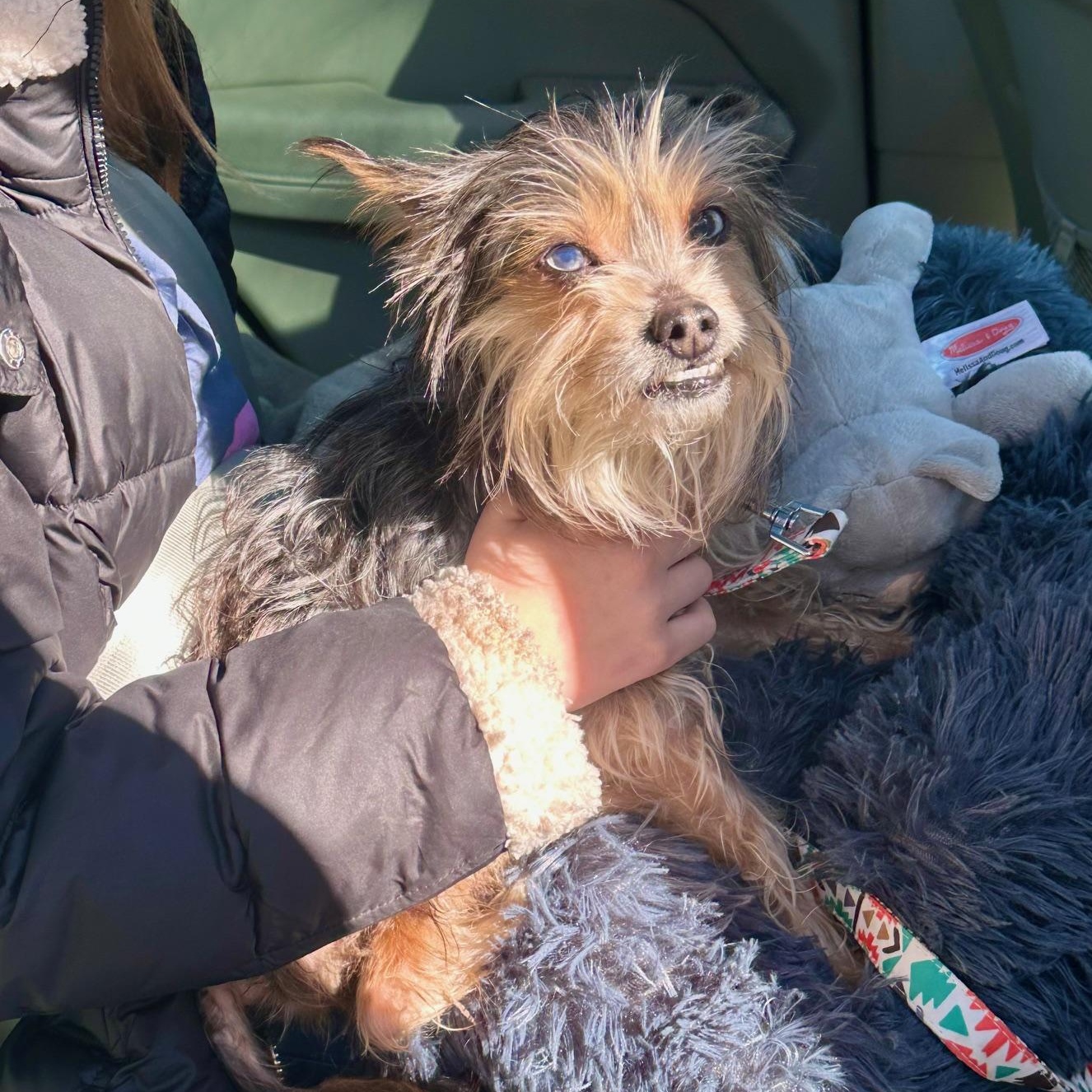 Enlarge Reese Potato Gremlin, an adopted mixed breed in Richmond, VA image 4/6