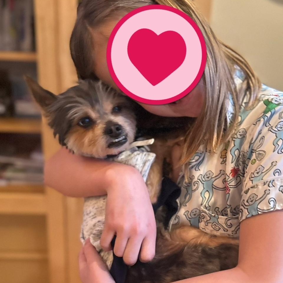 Enlarge Reese Potato Gremlin, an adopted mixed breed in Richmond, VA image 2/6