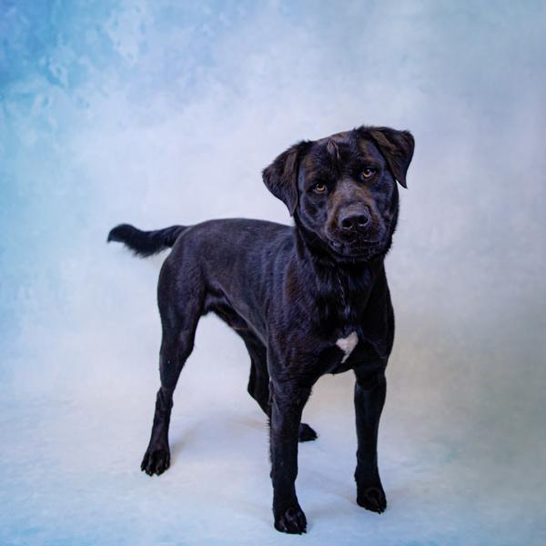 Pen 117 Daffy, Adoptable, Adult Male Labrador Retriever.
