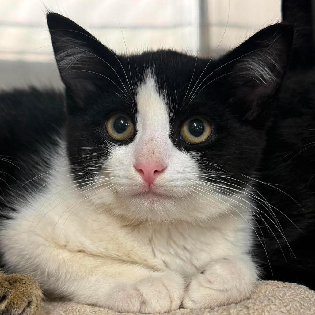Orla, Adoptable, Kitten Female Domestic Short Hair.