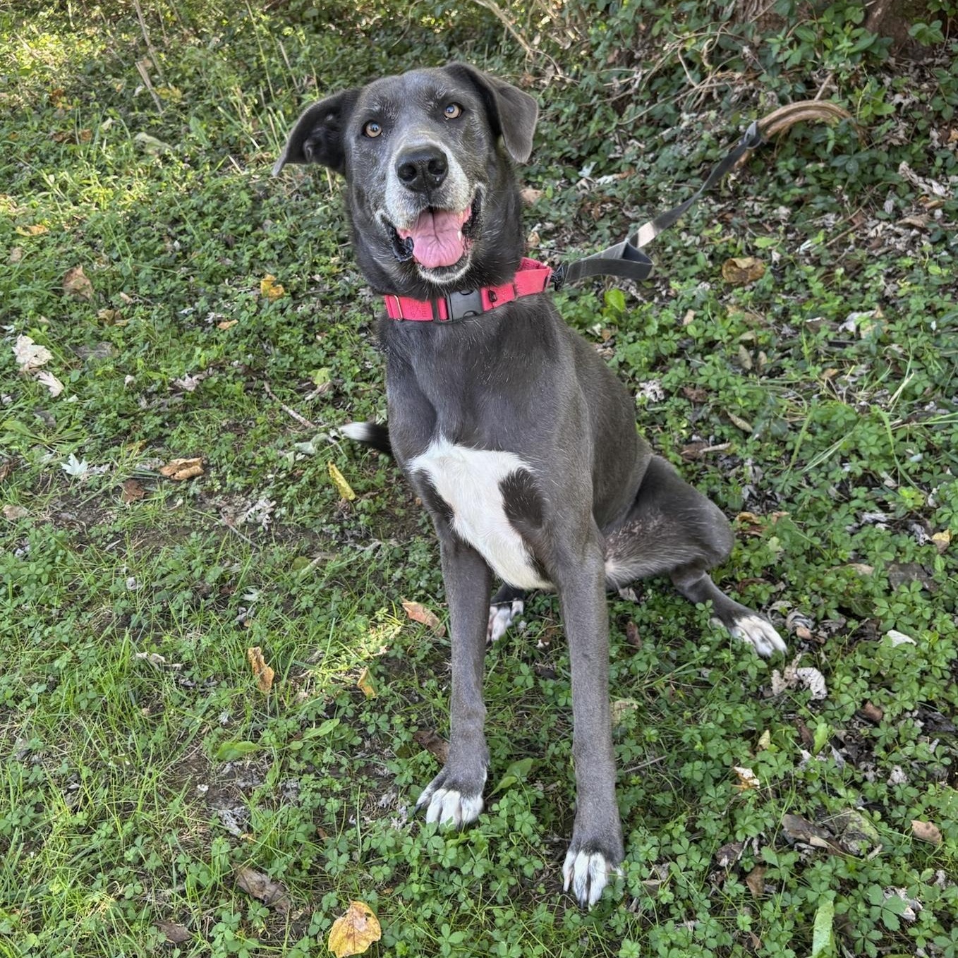 Enlarge Sadie, a Adoptable mixed breed in Maysville, KY image 1/6