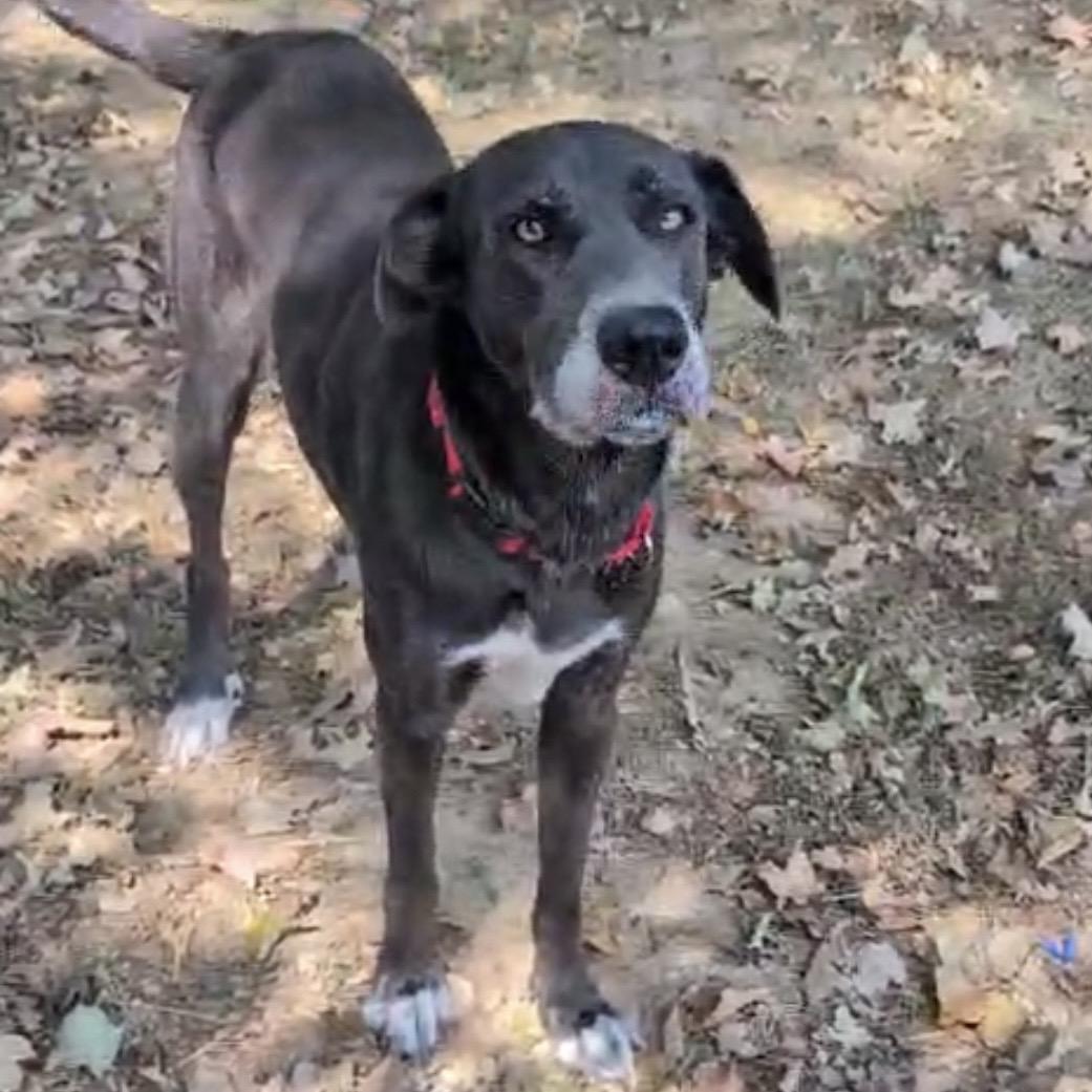 Enlarge Sadie, a Adoptable mixed breed in Maysville, KY image 5/6