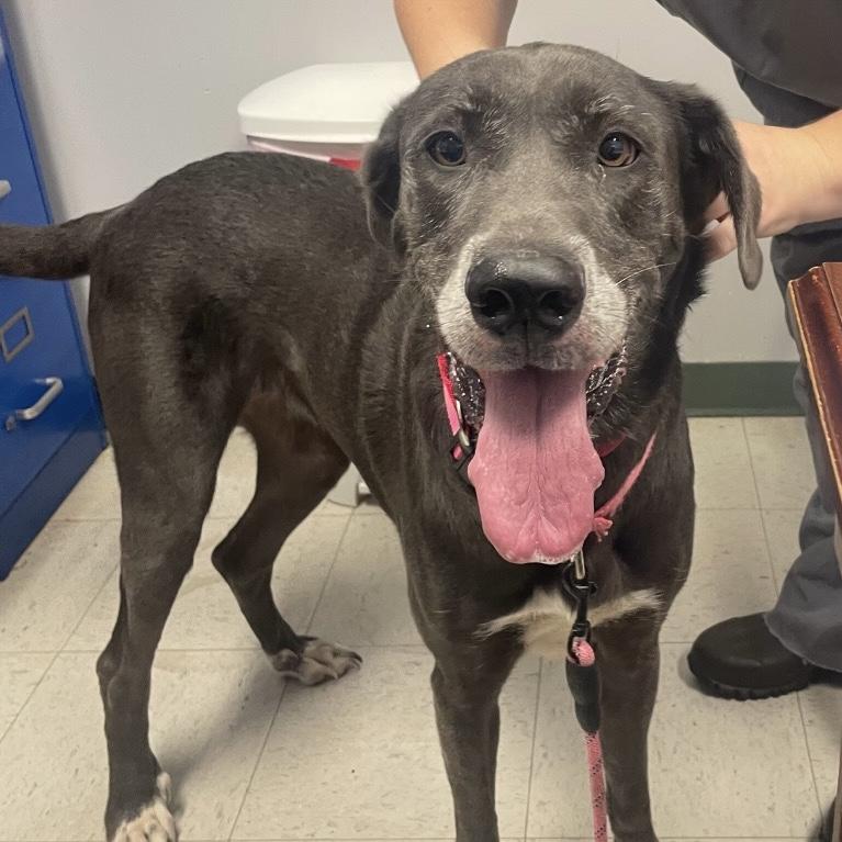 Enlarge Sadie, a Adoptable mixed breed in Maysville, KY image 6/6