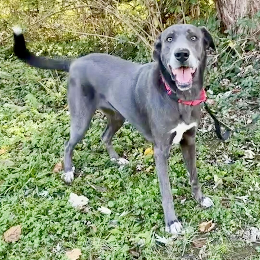 Enlarge Sadie, a Adoptable mixed breed in Maysville, KY image 2/6