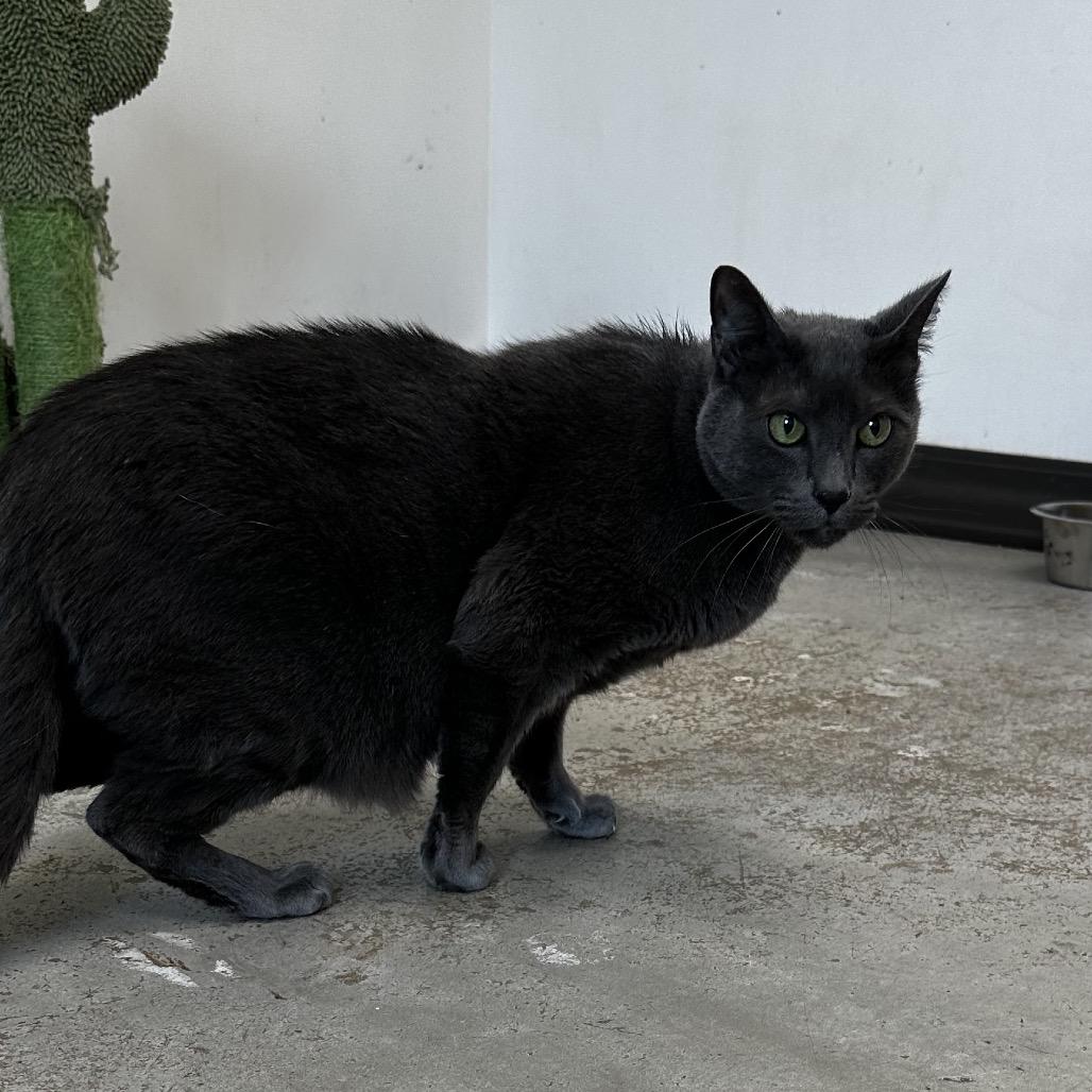 Enlarge Chungus (Blue), a Adoptable Domestic Short Hair in Cleveland, MS image 1/1