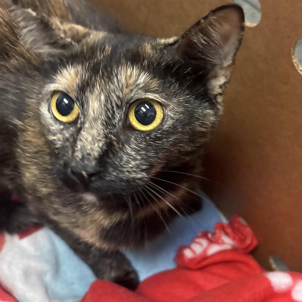 Mystic, Adoptable, Adult Female Domestic Short Hair.