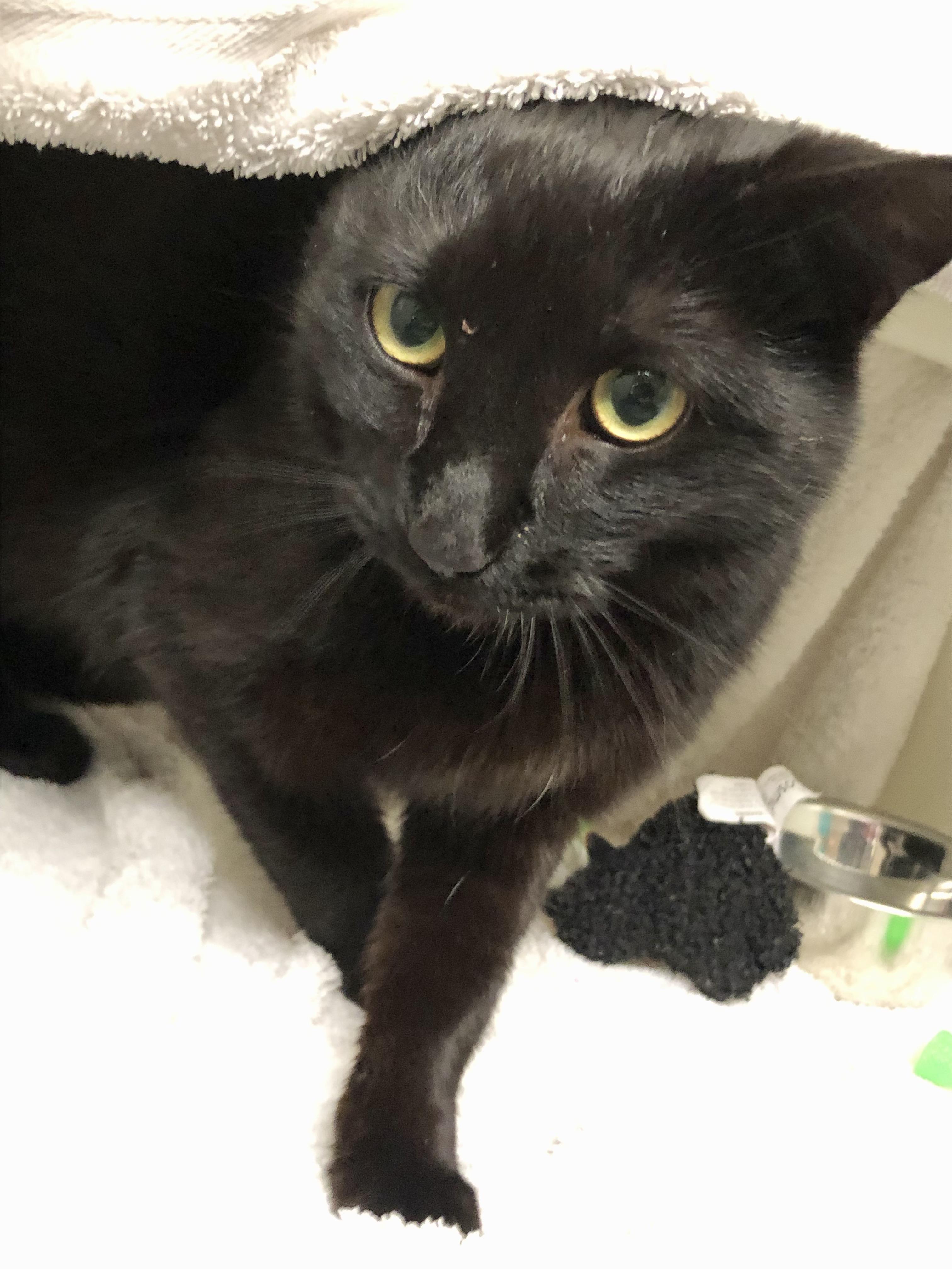 Constance, an adoptable Domestic Short Hair in Salisbury, MA image 3/4