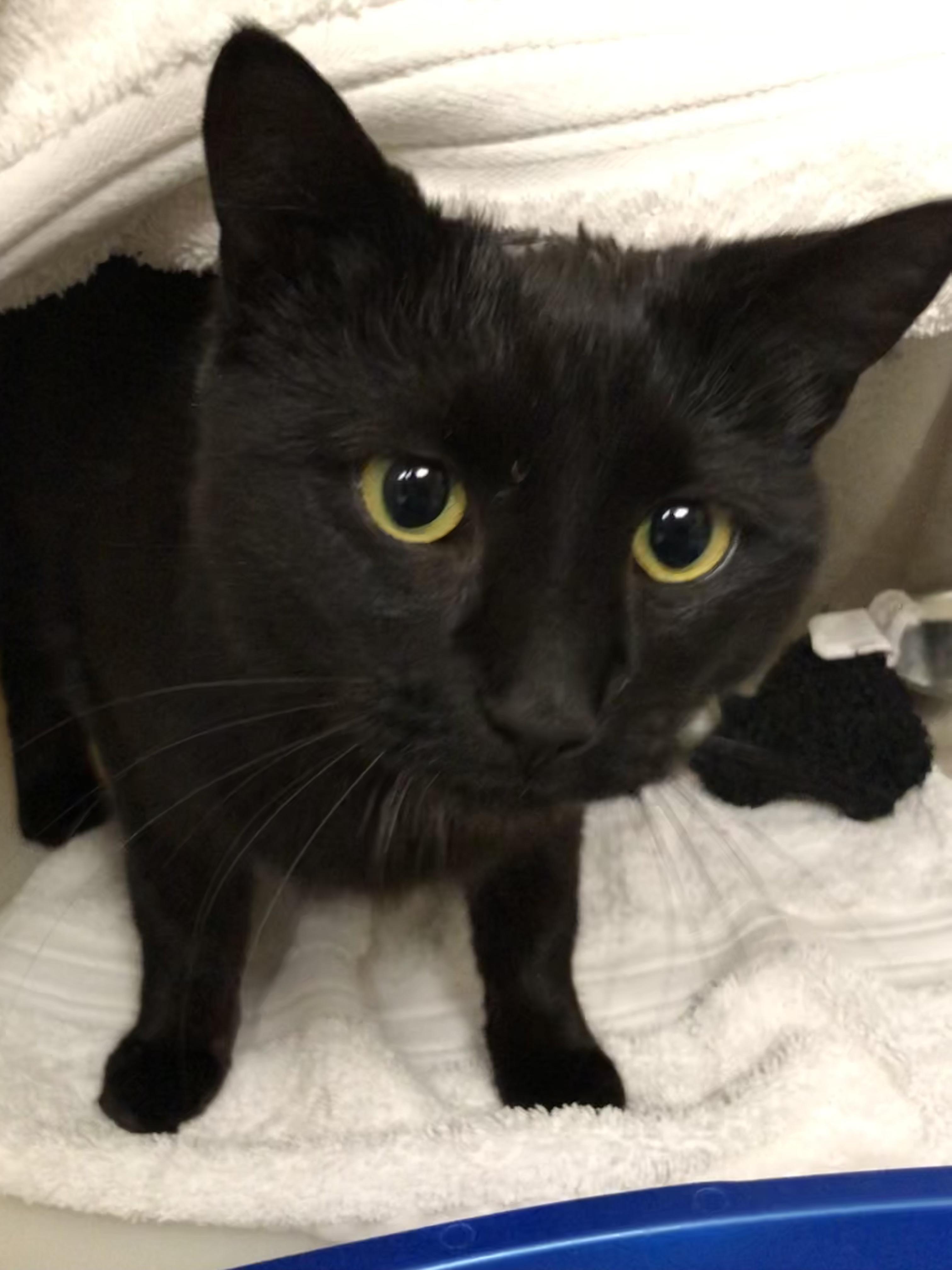 Constance, an adoptable Domestic Short Hair in Salisbury, MA image 4/4